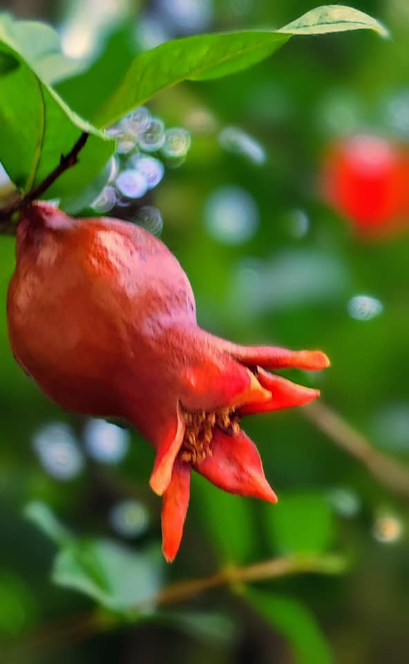 Pomegranate Fruit